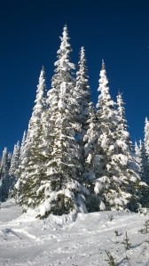 Trees on Tod Mountain